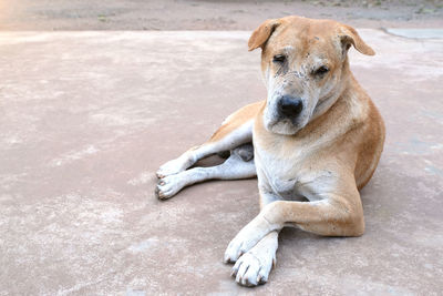 Portrait of dog sitting on floor