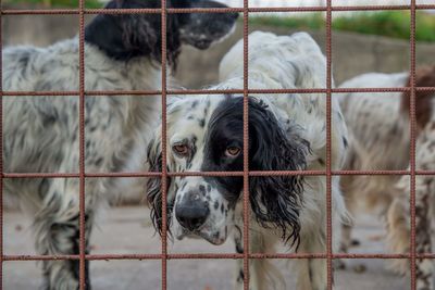 Portrait of dog in cage