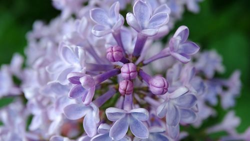 Close-up of purple flowers