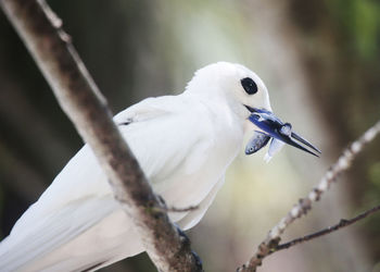 Close-up of bird perching on branch