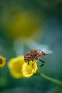 Close-up of insect on yellow flower