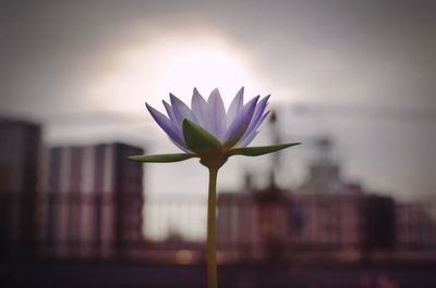 Close-up of flower against sky at sunset