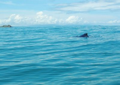 Scenic view of swimming in sea against sky