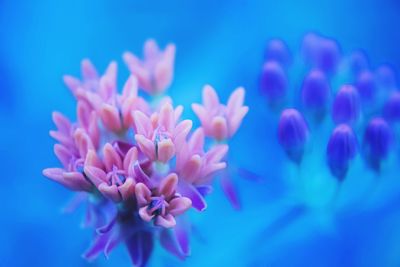 Close-up of pink blue flower