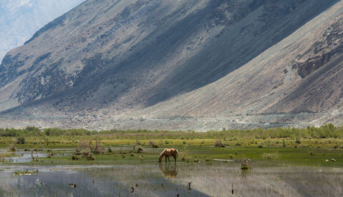Horse grazing against mountain