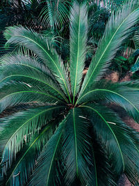 Close-up of palm tree