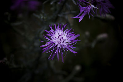 Close-up of purple flower blooming outdoors