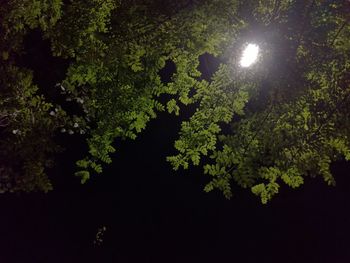Low angle view of trees against sky at night