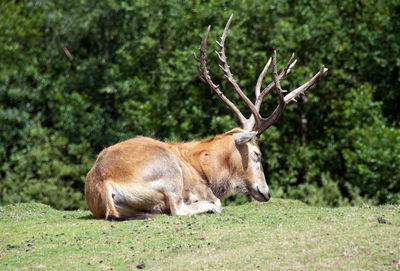 Deer in a field