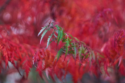 Full frame shot of red flowering plant