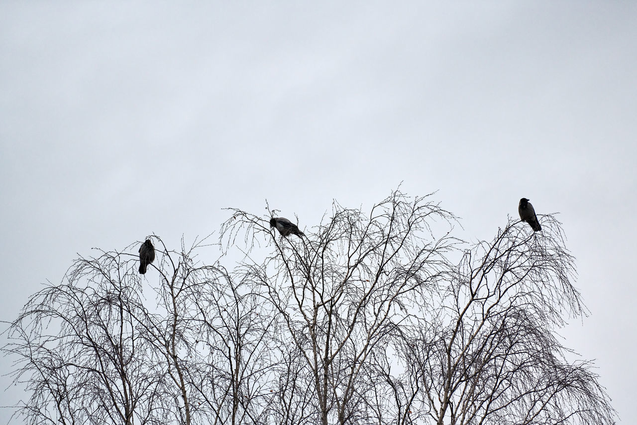 BIRDS PERCHING ON BARE TREE