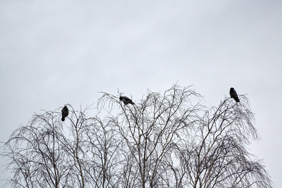 Low angle view of birds perching on bare tree against sky