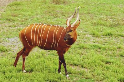 Cows grazing on grassy field