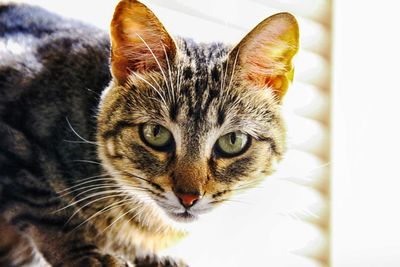 Close-up portrait of cat