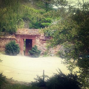 Plants growing on tree trunk
