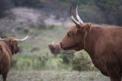 View of a cow on field