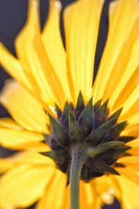 Close-up of sunflower blooming outdoors