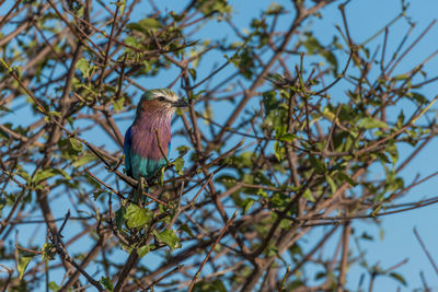 Low angle view of lilac-breasted roller perching on plant