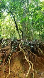 Trees growing in forest