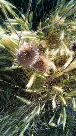 High angle view of dried plant on field