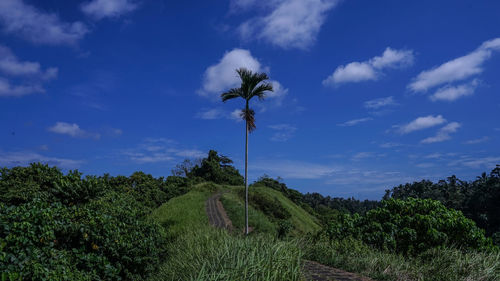 Low angle view of flowering plants on land against sky