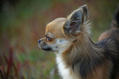Close-up of dog looking away while standing outdoors