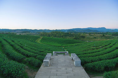 Scenic view of agricultural field against clear sky