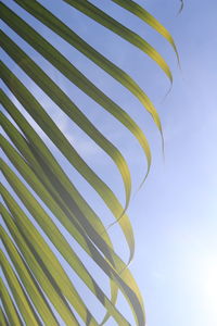 The sun rays on green palm leaves against blue clouds in the background. 