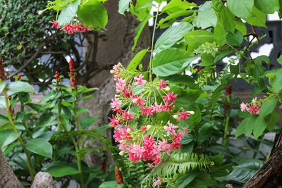 Close-up of pink flowers