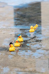 Rubber ducks on street