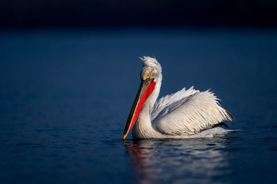 Close-up of pelican