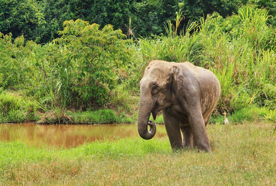 Elephant standing on grass against trees