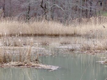 Reflection of bare trees in lake