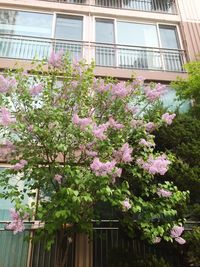 View of flowers growing on tree