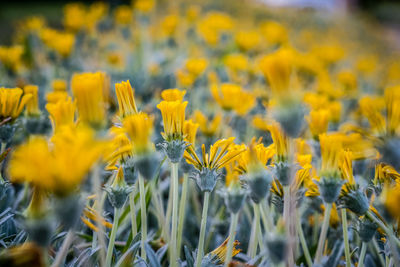 Close-up of yellow flowering plants on field