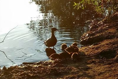 Birds swimming in lake