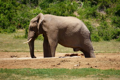 Elephant on grass