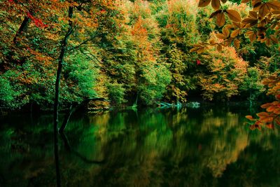 Scenic view of lake in forest during autumn