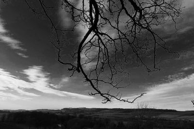 Close-up of tree against sky