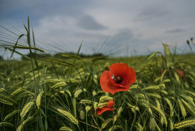 Close-up of red poppy flower on field