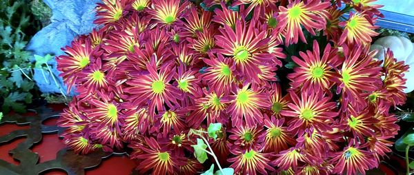 High angle view of pink flowering plants