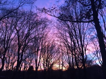 Low angle view of silhouette trees against sky at sunset
