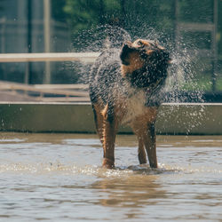 Dog running on water in lake