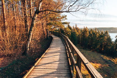 Boardwalk amidst trees in forest during autumn
