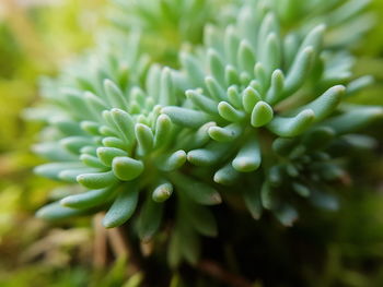 Close-up of plant