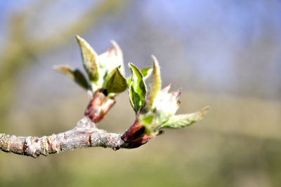 Close-up of flowering plant