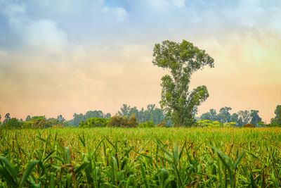 Scenic view of agricultural field against sky