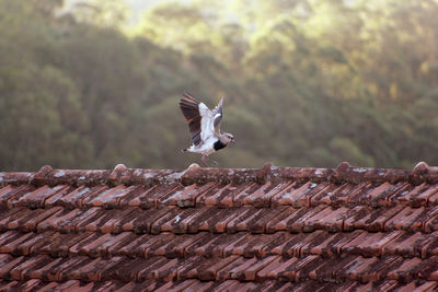 Vanellus chilensis - bird