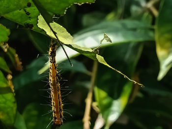 Close-up of insect on plant