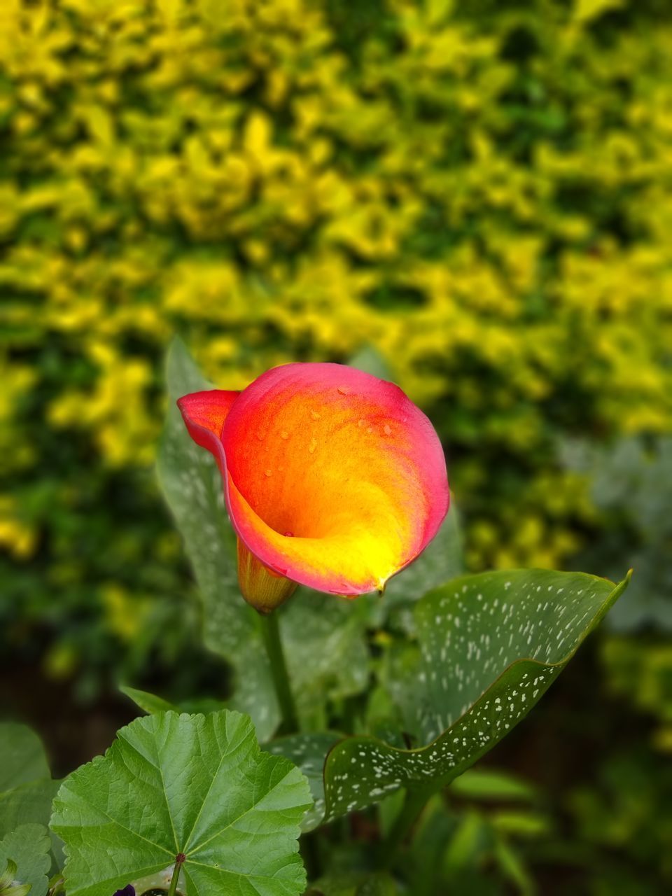 CLOSE-UP OF RED ROSE ON PLANT